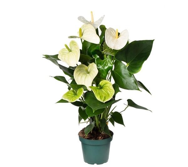 ANTHURIUM SAMORA