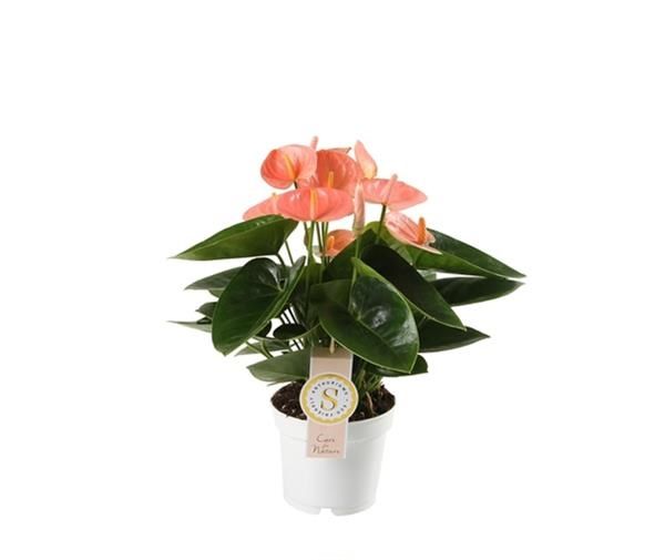 ANTHURIUM SPIRIT