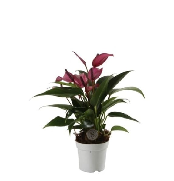 ANTHURIUM ZIZOU