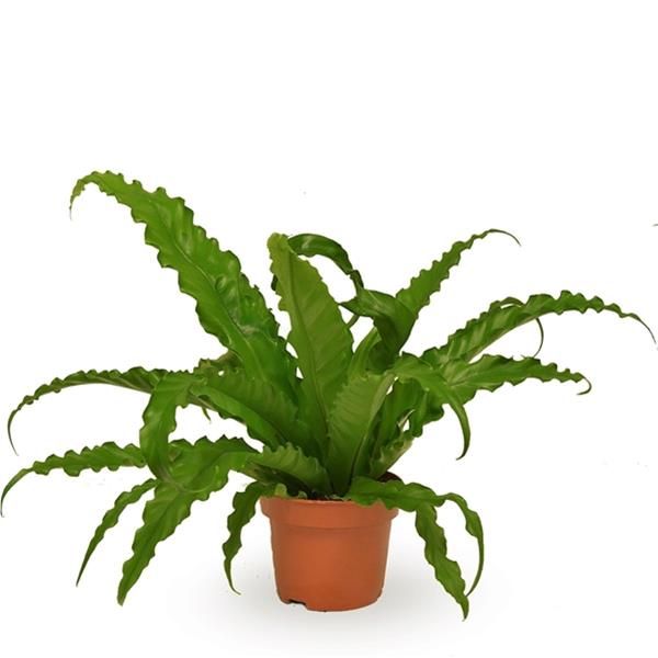 ASPLENIUM OSAKA