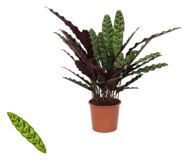 CALATHEA INSIGNE