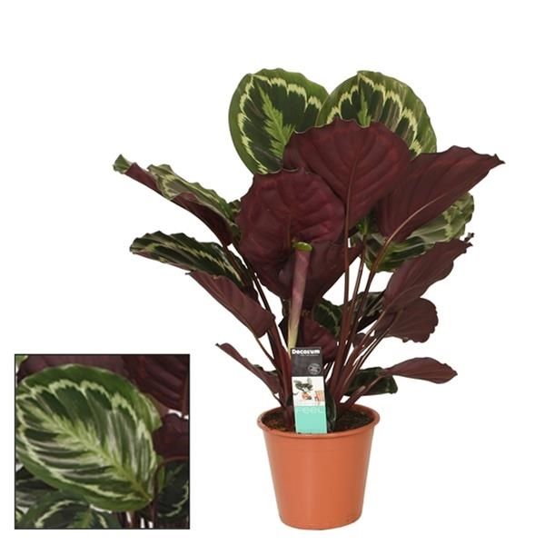 CALATHEA MEDAILLOM