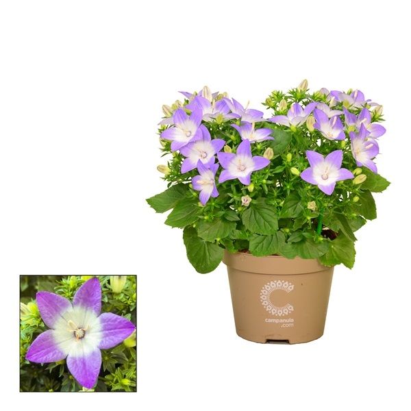 CAMPANULA ISOPHYLLA