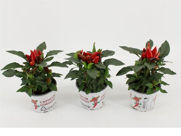 CAPSICUM ANNUUM FAVORIT
