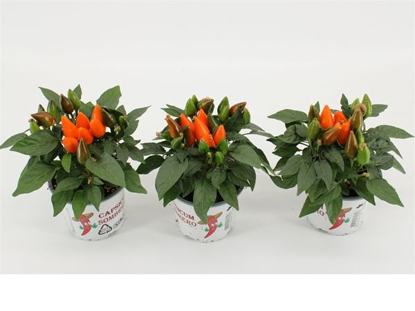 CAPSICUM ANNUUM FAVORIT
