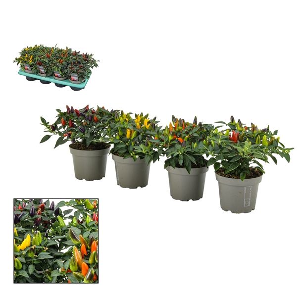 CAPSICUM ANNUUM TORERO