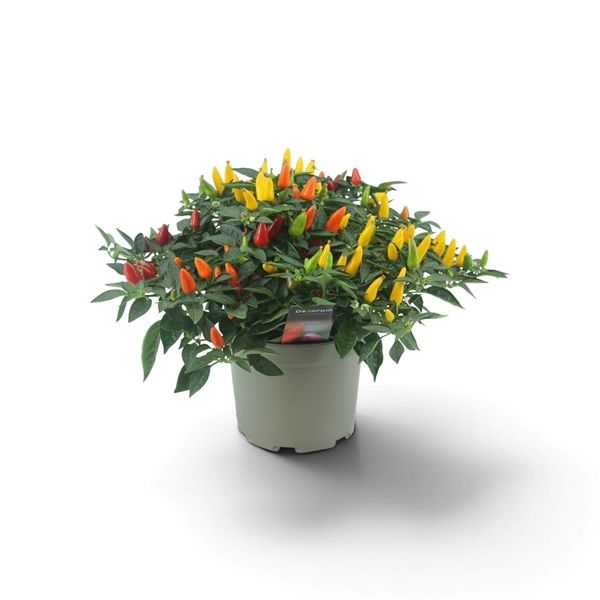 CAPSICUM ANNUUM TORERO TRIO