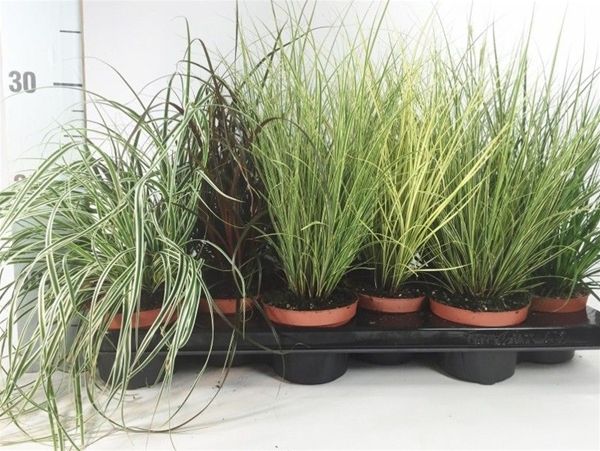 CAREX MIX