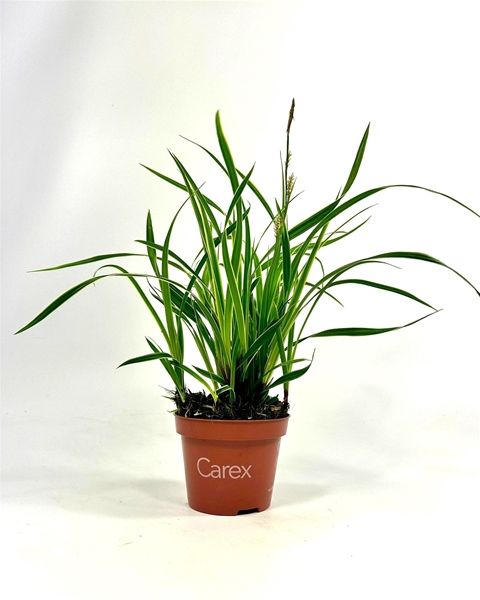 CAREX MORROWII ICE DANCE