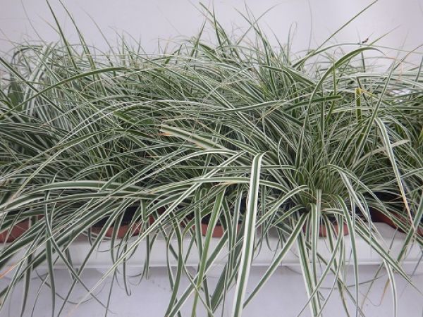 CAREX OSHIMENSIS EVERSHEEN