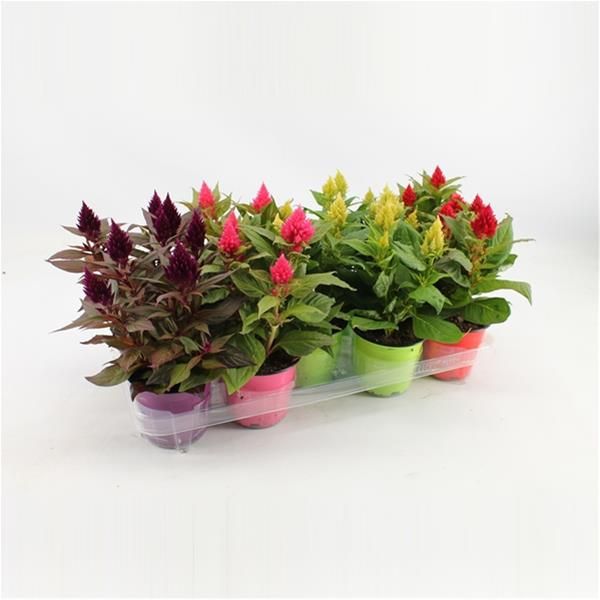 CELOSIA KELOS FIRE