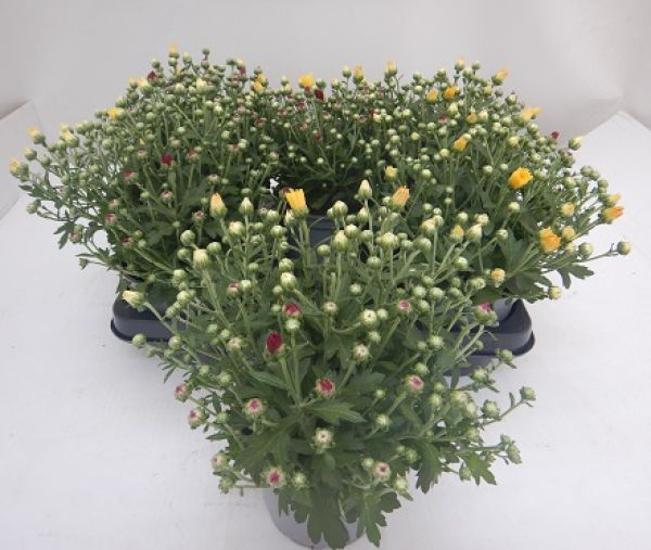 CHRYSANTHEME BOULE TRIO