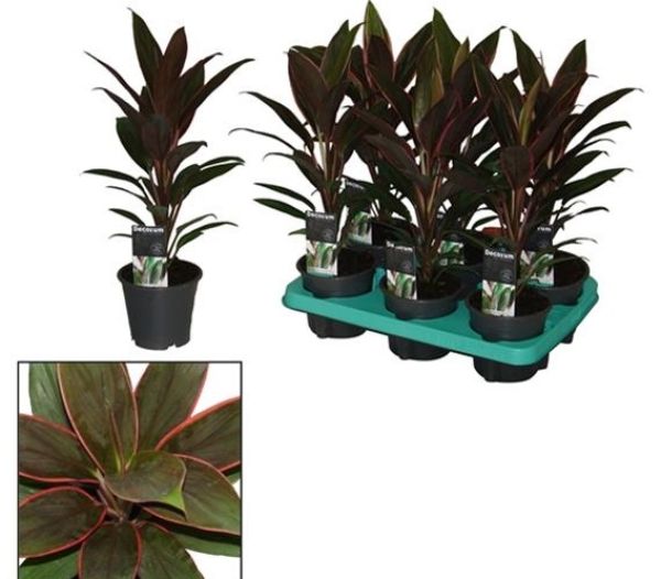 CORDYLINE RUMBA
