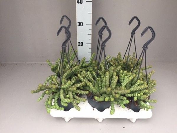 CRASSULA MARNIERIANA HOTTENTOT