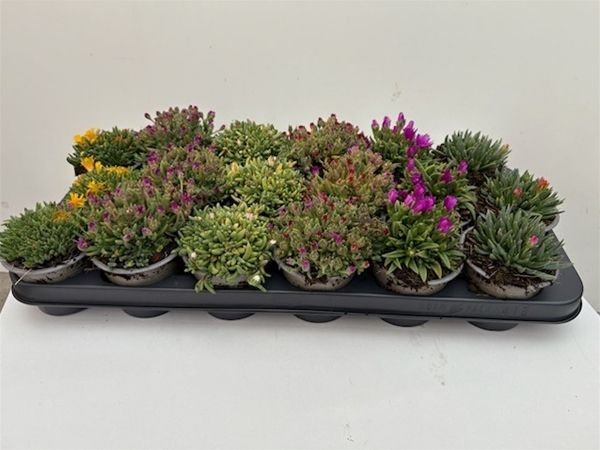 DELOSPERMA MIX