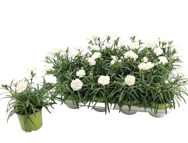 DIANTHUS DINAH WHITE