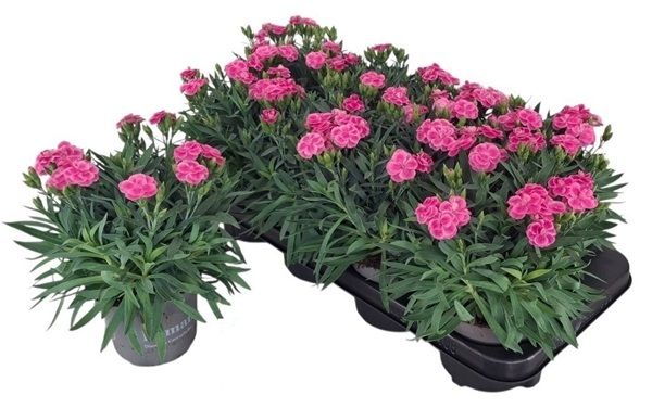 DIANTHUS PEMAN