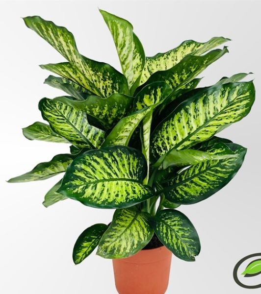 DIEFFENBACHIA SEGUINE