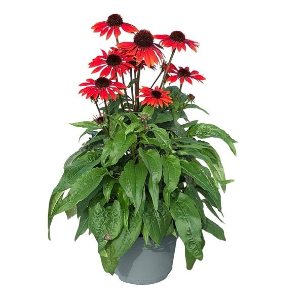 ECHINACEA SOMBRERO