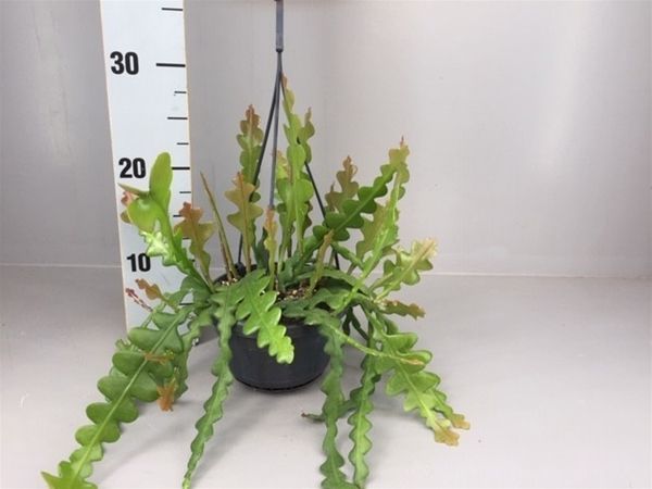 EPIPHYLLUM ANGULLIGER