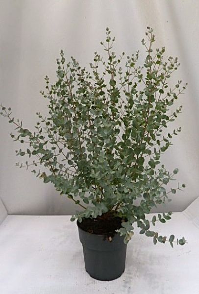 EUCALYPTUS GUNNII