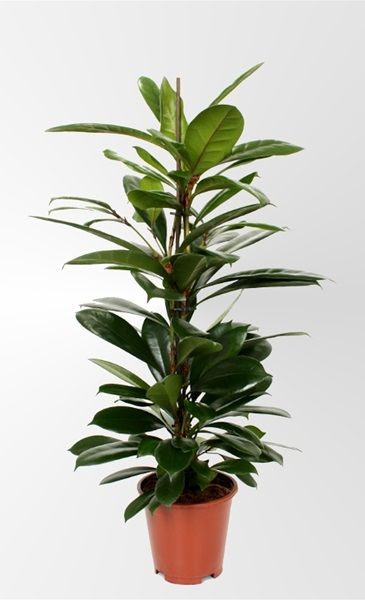 FICUS CYASTITIPULA