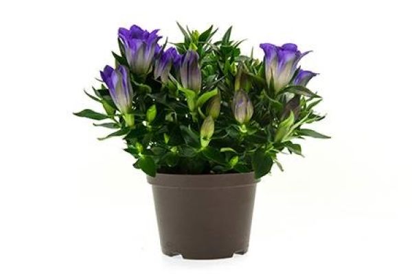 GENTIANE SCABRA