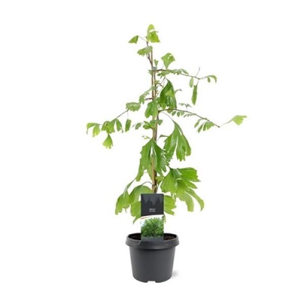 GINKO BILOBA