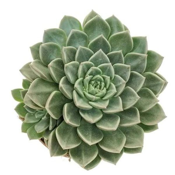 GRAPTOPETALUM VEGA