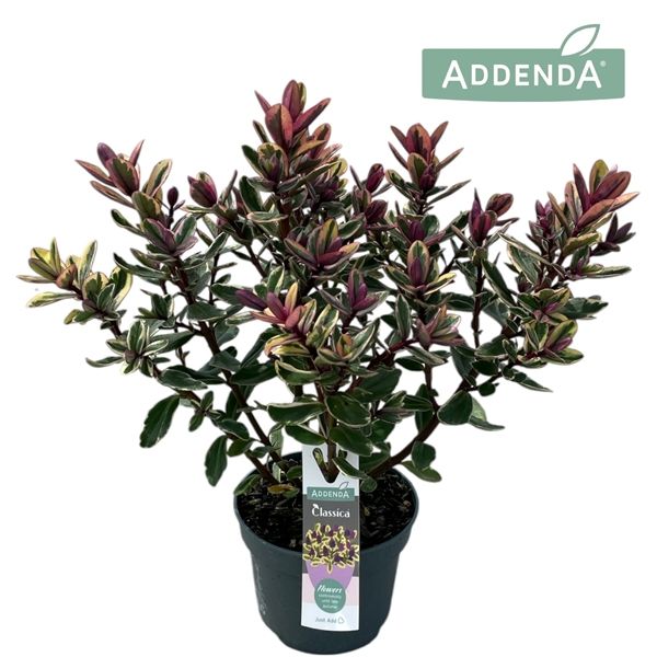 HEBE ANDERSONII TRICOLOR