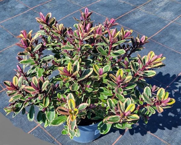 HEBE ANDERSONII TRICOLOR