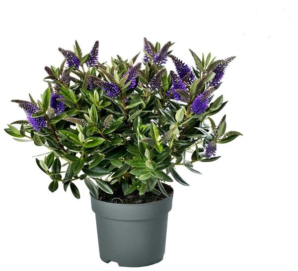 HEBE VERONICA DONNA