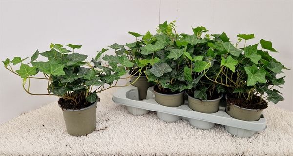 HEDERA HIBERNICA TOUFFE