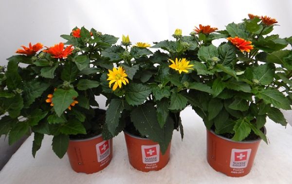 HELIOPSIS