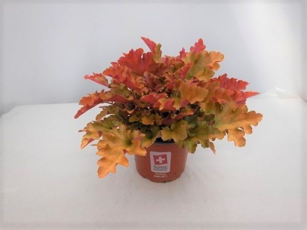 HEUCHERA MARMALADE