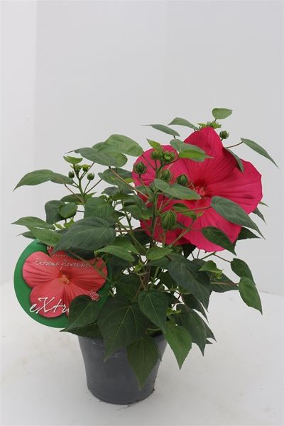HIBISCUS MOSCHEUTOS