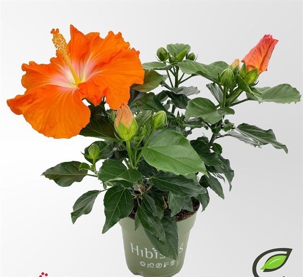 HIBISCUS ROSA-SINENSIS POMONA