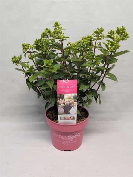 HYDRANGEA PANICULATA