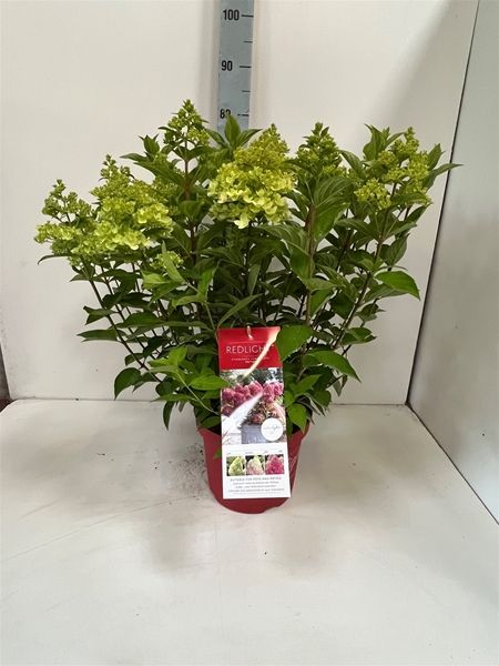 HYDRANGEA PANICULATA