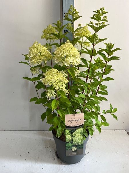 HYDRANGEA PANICULATA