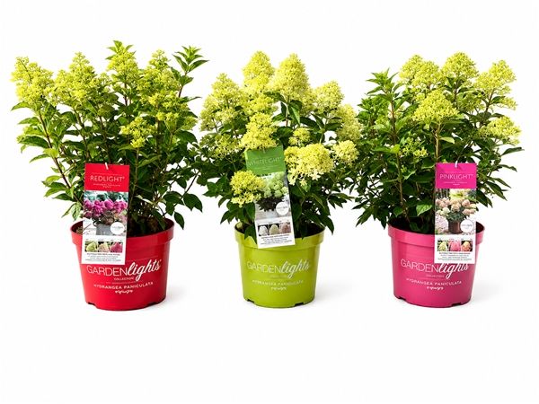 HYDRANGEA PANICULATA MIX