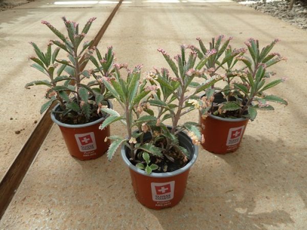 KALANCHOE DAIGREMONTIANA