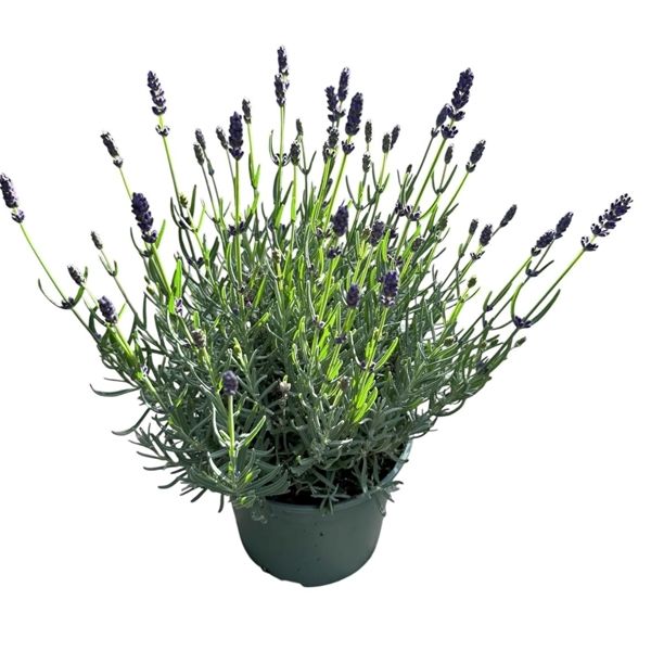 LAVANDULA HIDCOTE