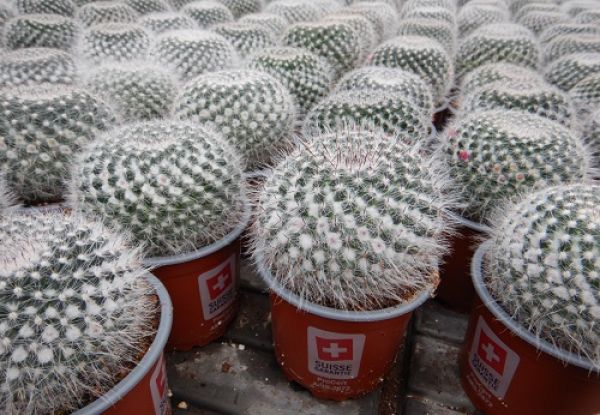MAMMILLARIA HAHNIANA