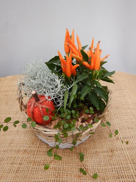 OFFRE EXT. SEPTEMBRE 002