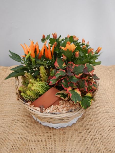 OFFRE EXT. SEPTEMBRE 004