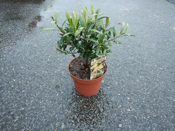 OLEA EUROPAEA TOUFFE