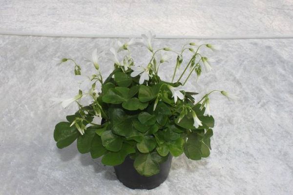 OXALIS REGNELLI