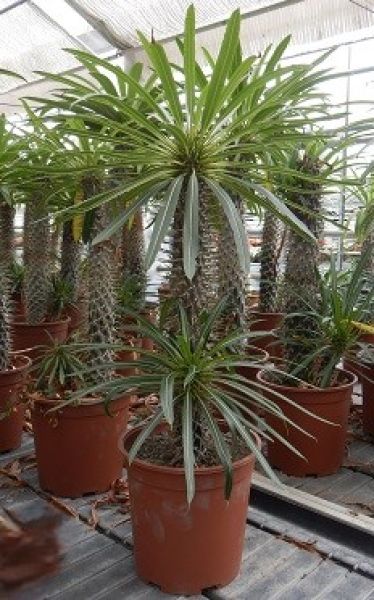PACHYPODIUM LAMEREI