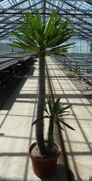 PACHYPODIUM LAMEREI